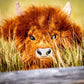Highland cow driver cover featuring a cute illustration of a Highland cow against a colorful background.